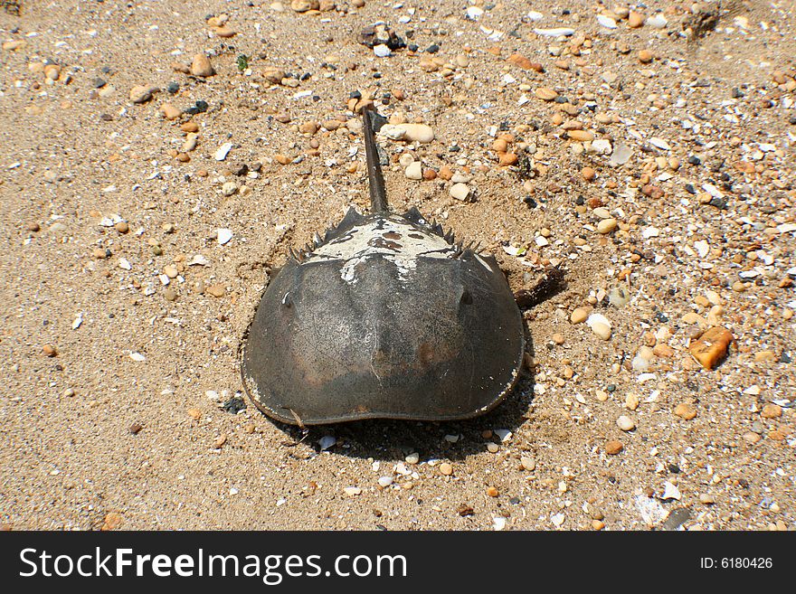Dead sea creature found on a beach near Sandy Hook New Jersey.
