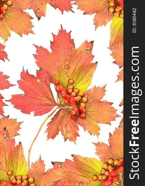 Autumn background with red ashberries