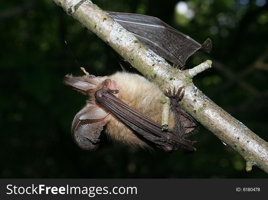 Bat on a branch of tree