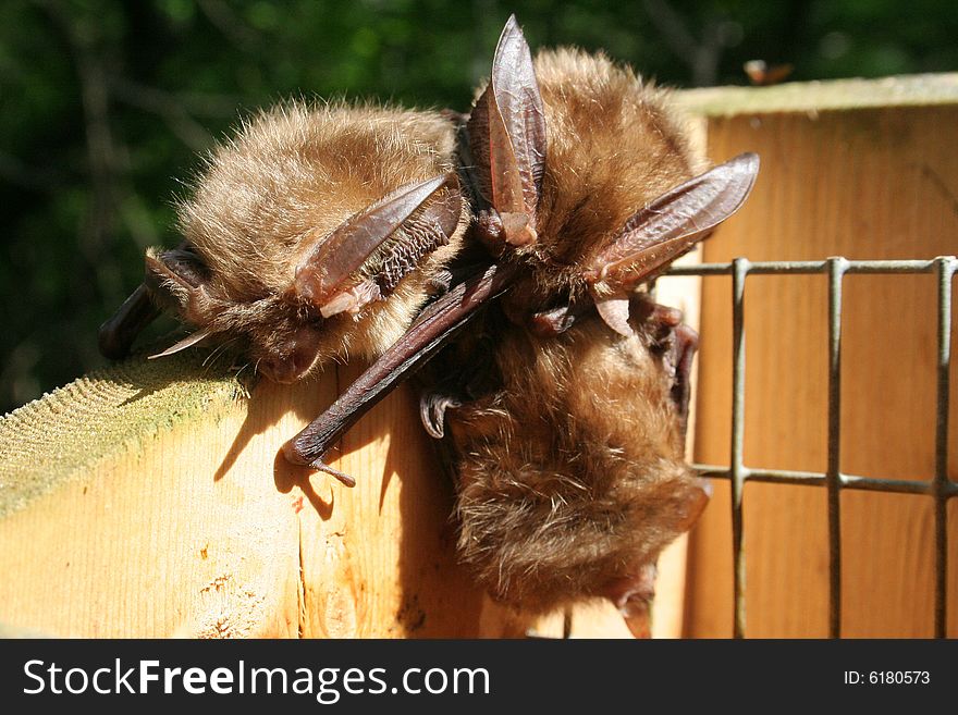 Bats on the nestbox in Gotland. Bats on the nestbox in Gotland