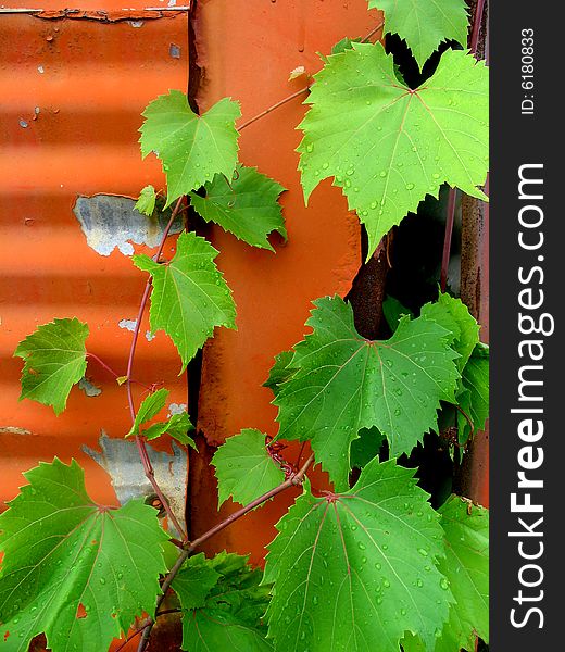 Green vines growing on a building. Vertically framed photo. Green vines growing on a building. Vertically framed photo.