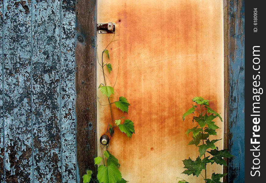 Wooden door with vines growing upward. Horizontally framed photo.