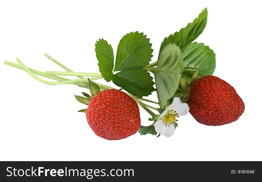 Strawberry with leafs and flower isolated on white