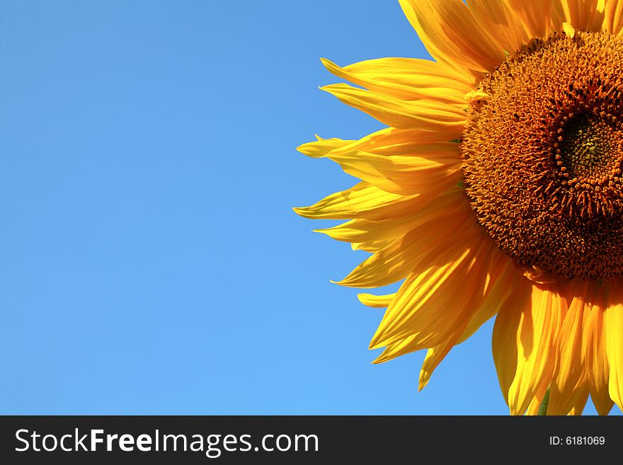 An image of yellow flower on background of blue sky