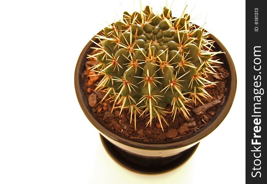 A cactus potted in a black ceramic pot on a white background shot in landscape from above with copy space to the left. A cactus potted in a black ceramic pot on a white background shot in landscape from above with copy space to the left