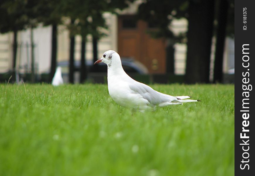 A white bird on the green grass. Shot in Paris, France