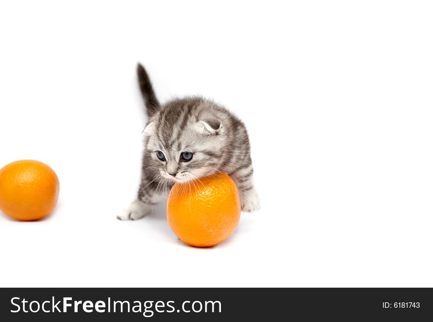 The kitten plays with oranges