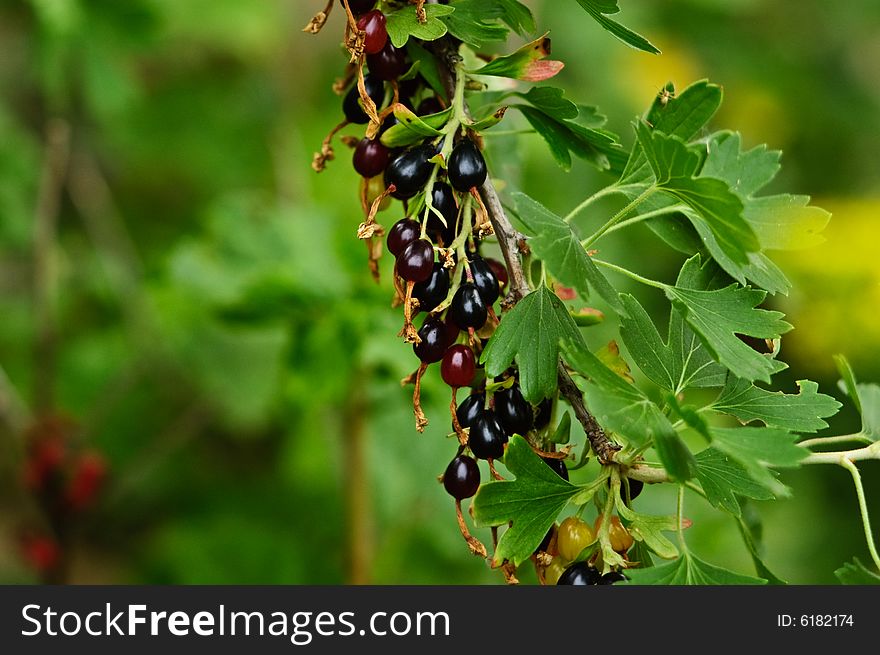 Bunch of black currant and green leaves