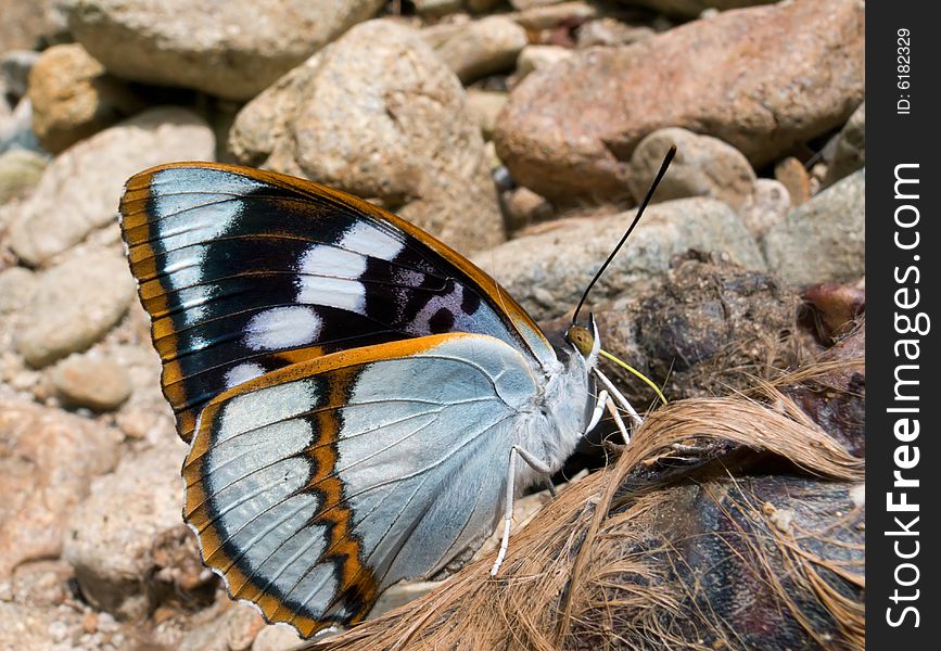 A close-up of the Butterfly (Apatura schrenski). Rare, big and beautiful butterfly. Profile. South of Russian Far East. A close-up of the Butterfly (Apatura schrenski). Rare, big and beautiful butterfly. Profile. South of Russian Far East.