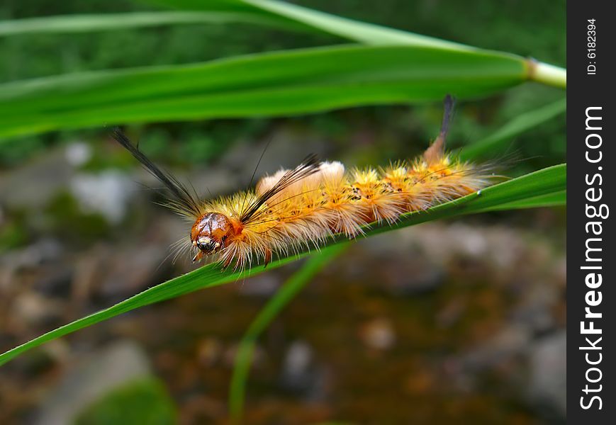 A close-up of the very haired yellow caterpillar on grass-blade. Russian Far East, Primorye. A close-up of the very haired yellow caterpillar on grass-blade. Russian Far East, Primorye.