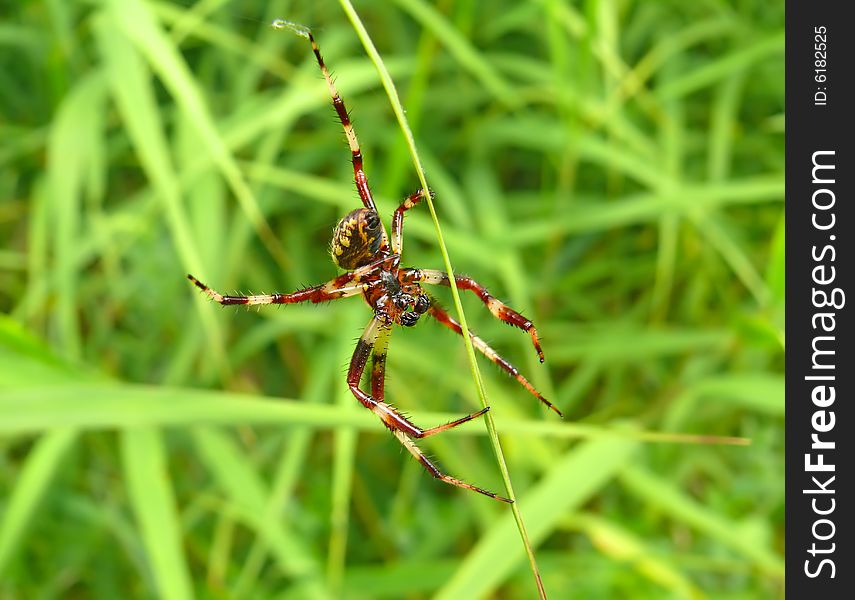 A close-up of a spider. The spider weaves his net. Male.South of Russian Far East. A close-up of a spider. The spider weaves his net. Male.South of Russian Far East.