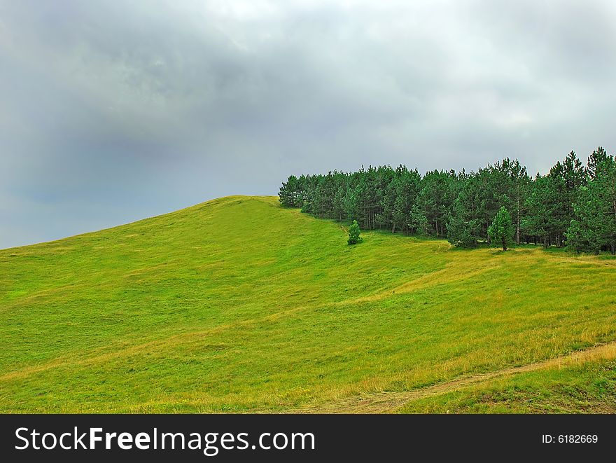 Green meadow and firs on hill over gray sky. Green meadow and firs on hill over gray sky