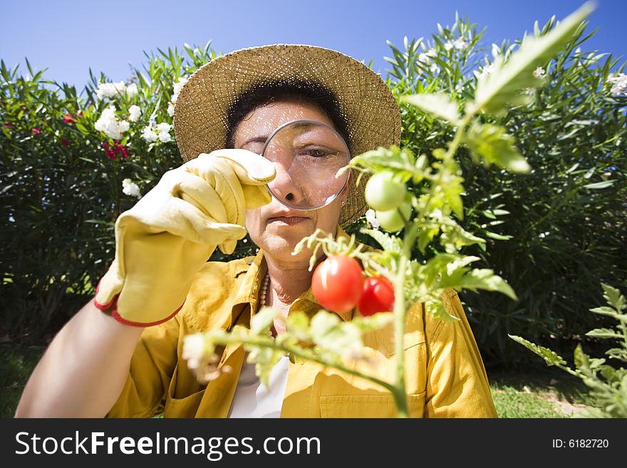 Senior Italian woman looking at tomato plant with magnifying glass. Senior Italian woman looking at tomato plant with magnifying glass