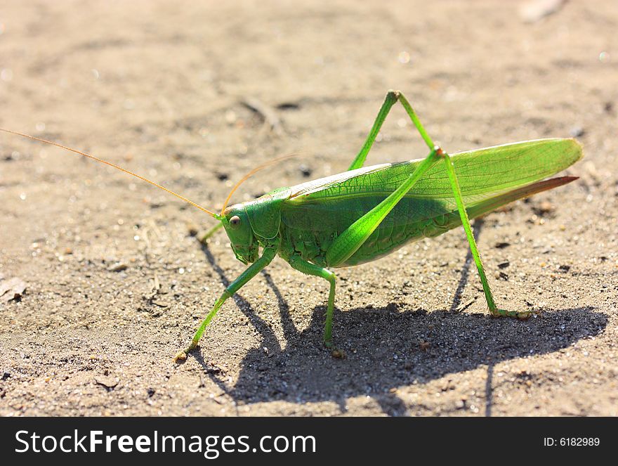 Green locust. transparent light. environment. sand
