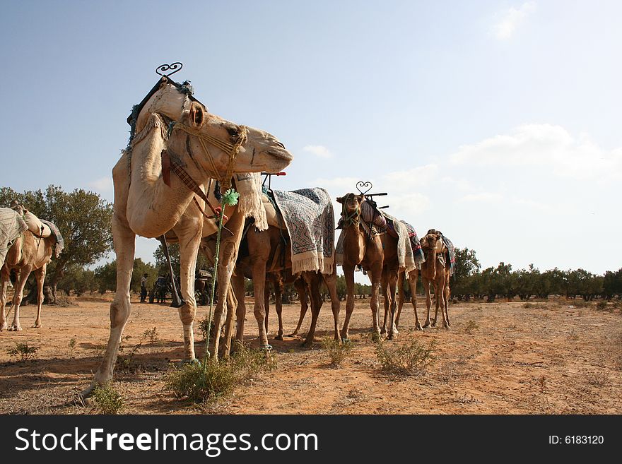 Camels in Tunisia in a caravan