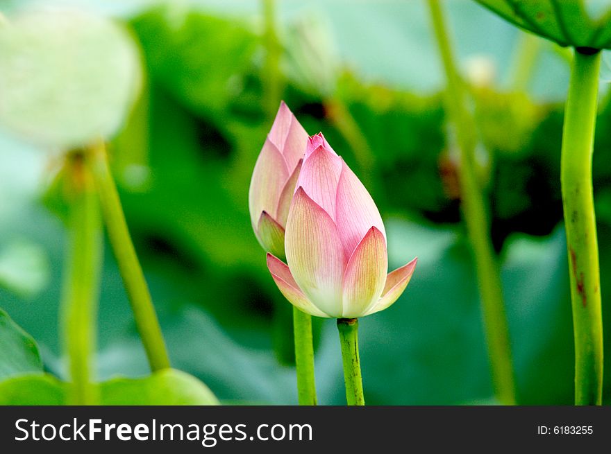 Two  lotus buds among green leaves in pond.