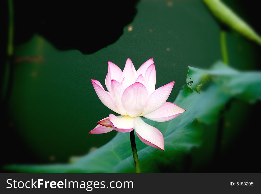 A lotus blooming among green leaves in pond.