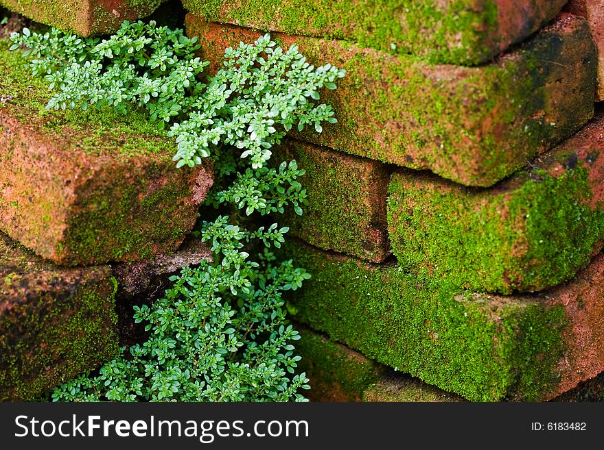 A plant growing between moss covered wet bricks. A plant growing between moss covered wet bricks