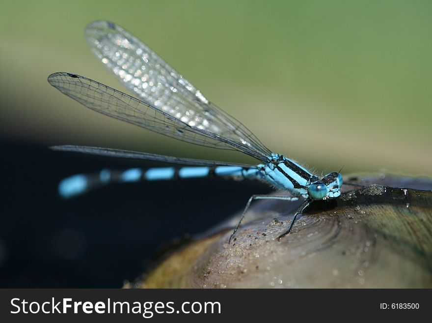 Close up photo with blue dragonfly. Close up photo with blue dragonfly