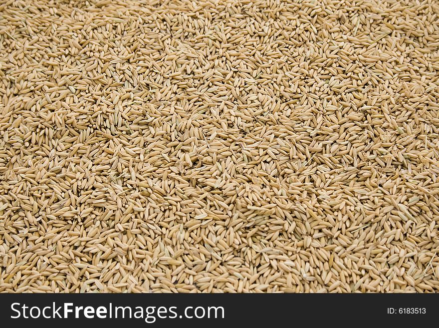 Flat picture of grain near a cornfield
