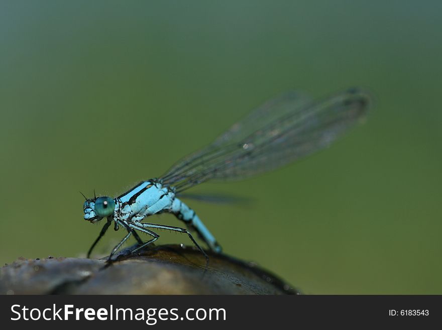 Close up photo with blue dragonfly. Close up photo with blue dragonfly