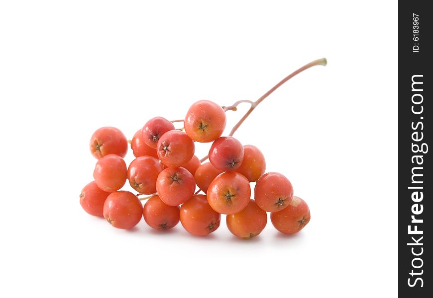 Bunch of red ashberries on white background. Bunch of red ashberries on white background.