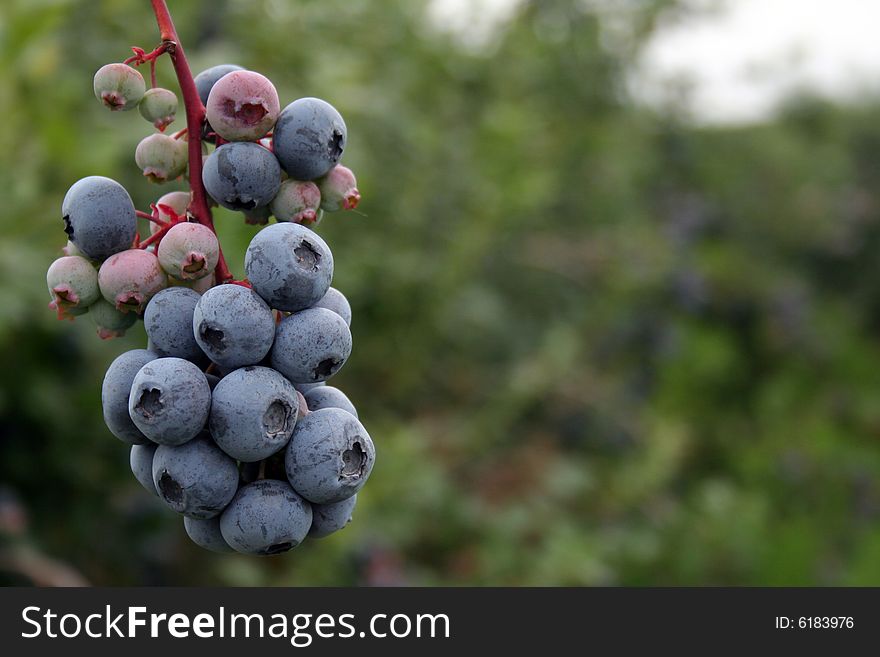 A bunch of high-bush blueberries at Blue Berry Acres in Nova Scotia