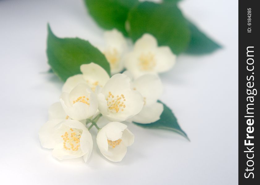 White jasmin flowers. Used optical fog filter.