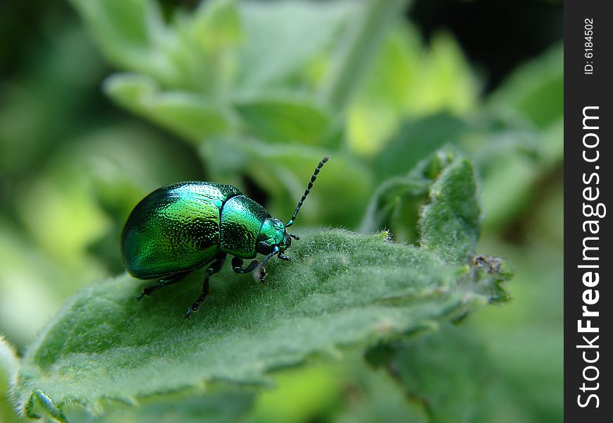 Green beetle on the leaf. Green beetle on the leaf.