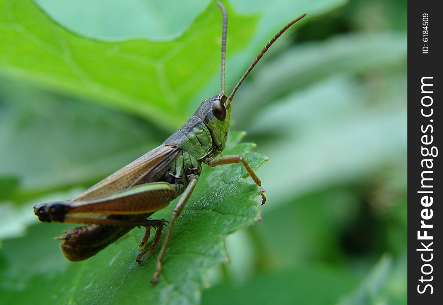 Grasshopper on the leaf, closeup shot.