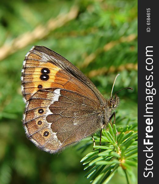 Butterfly on the spruce branch, closeup shot.