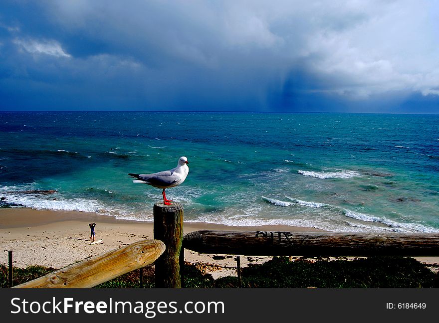 Seagull awaits encroaching winter storm. Seagull awaits encroaching winter storm