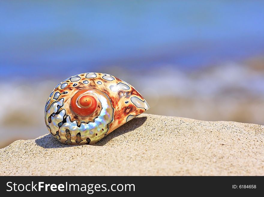 colorful shell on sandy tropical beach. colorful shell on sandy tropical beach