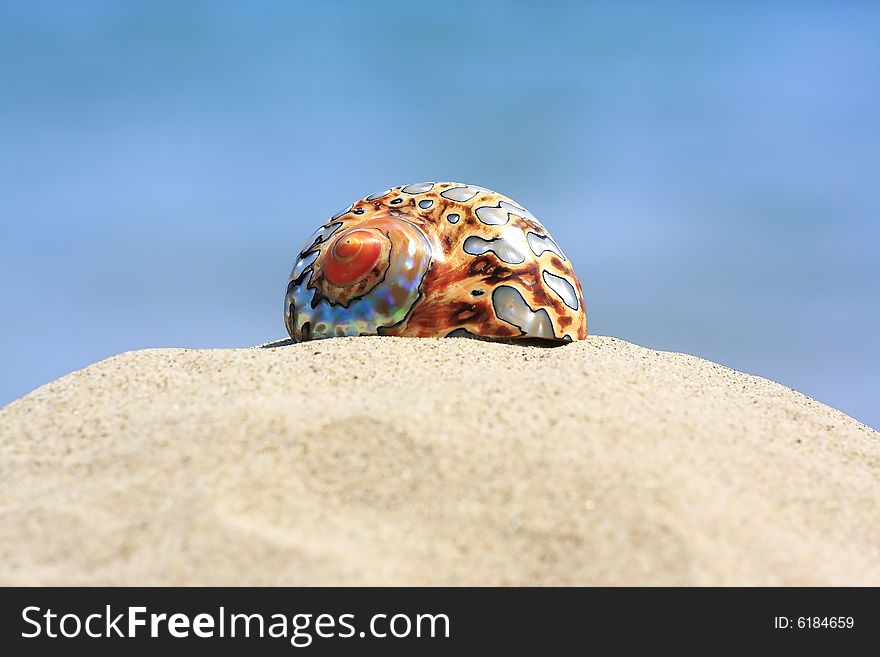 Colorful shell on sandy tropical beach. Colorful shell on sandy tropical beach