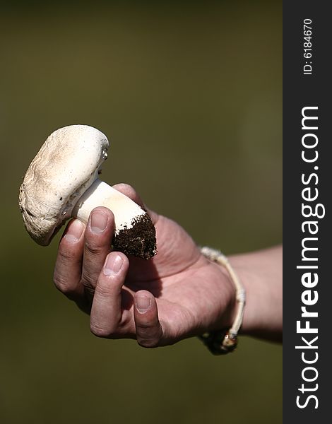 Hand holds a big mushroom
