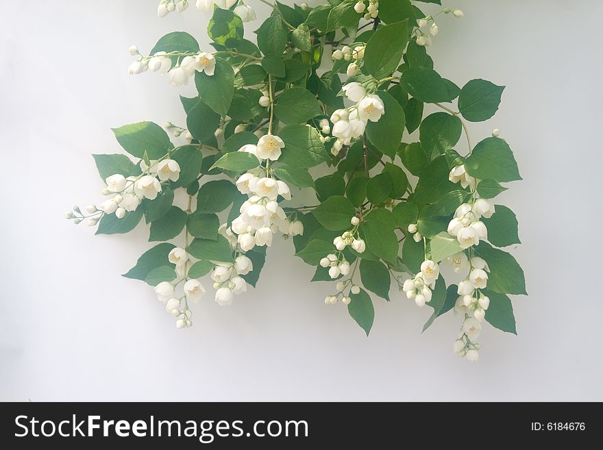 White Jasmin Flowers