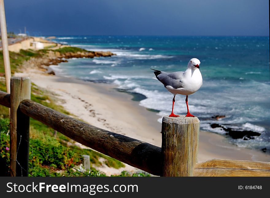 Seagull awaits encroaching winter storm. Seagull awaits encroaching winter storm