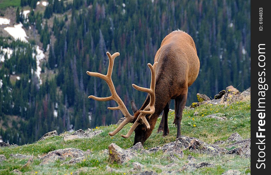 An antlered bull elk eating grass on a mountainside. An antlered bull elk eating grass on a mountainside.