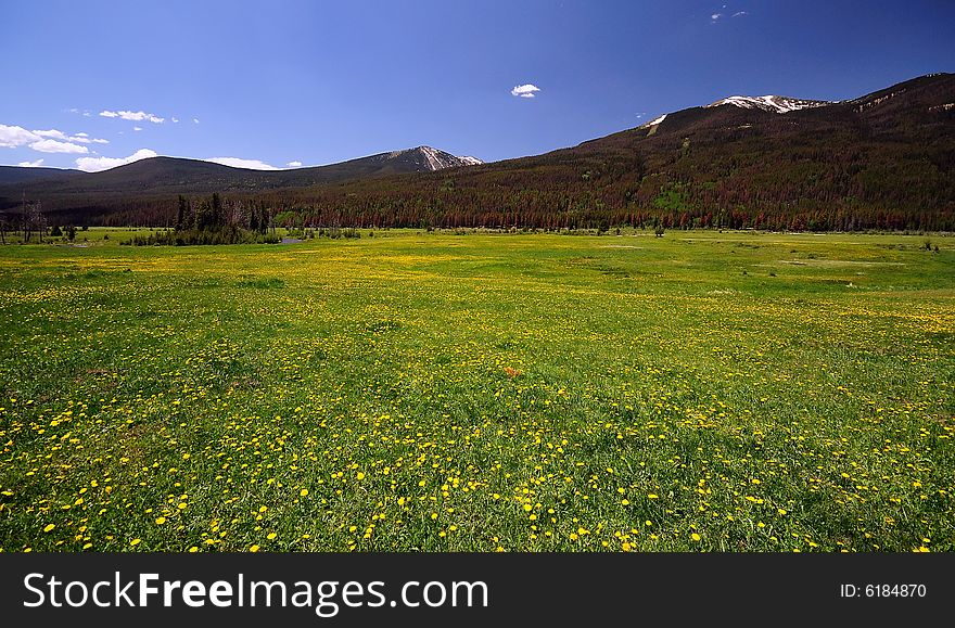 Field of yellow flowers