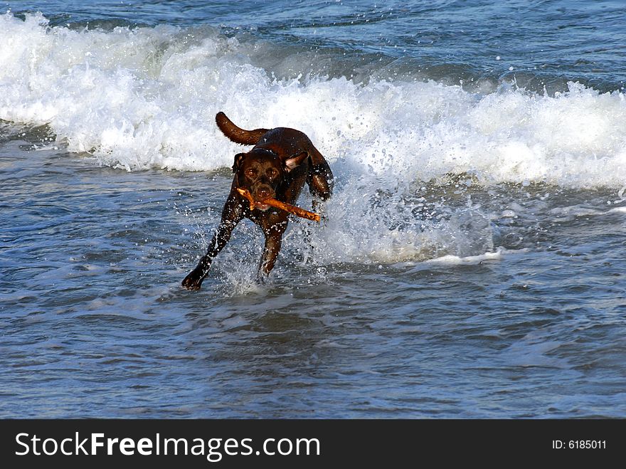 A chocolate lab plays fetch in the ocean