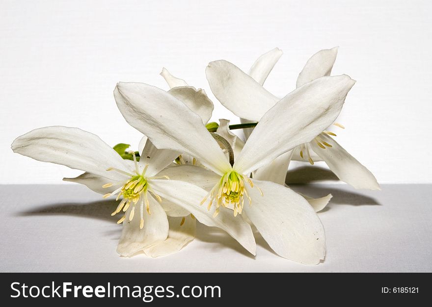 Closeup of some clematis flowers