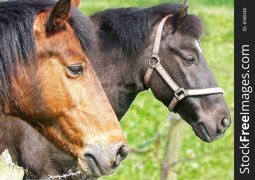 Head Profile of Brown & Black Horses