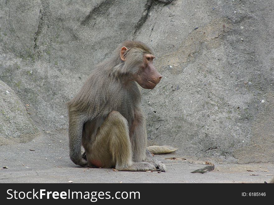 One monkey is sitting between some rocks. One monkey is sitting between some rocks