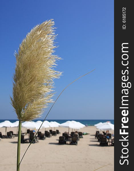 Blade of grass against the background of the beach.