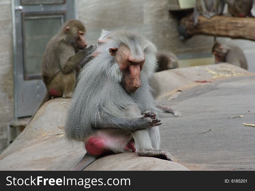 Old monkey is sitting alone at a zoo