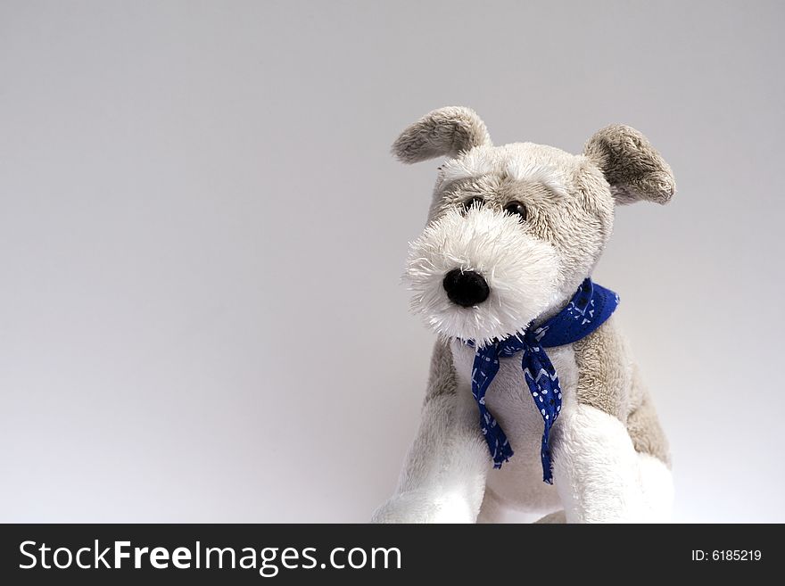 Toy schnauzer dog on white background. Toy schnauzer dog on white background