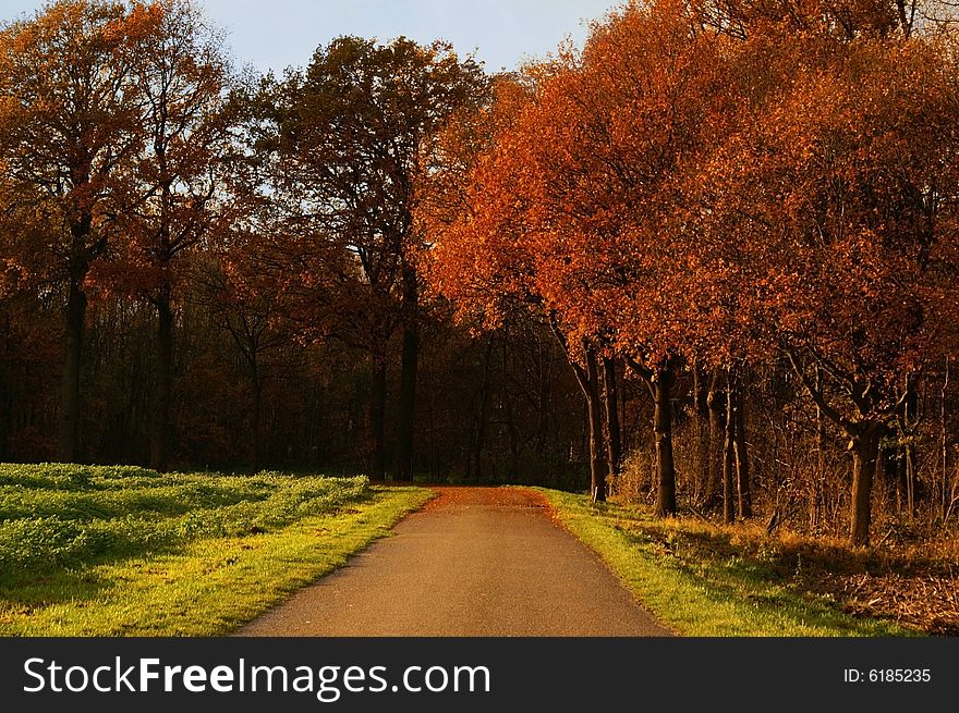 Autumn trees in a lane with green pasture on the side