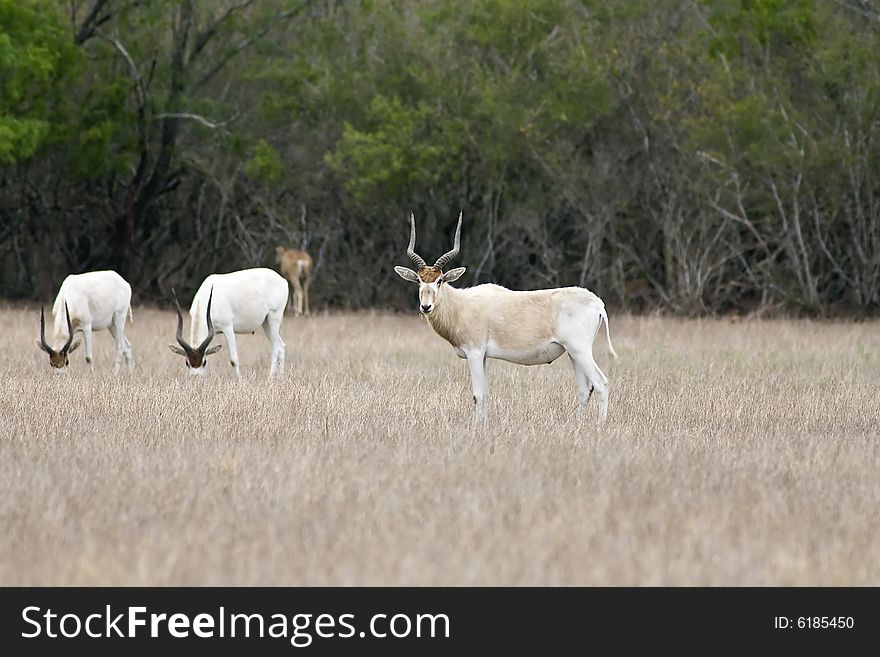 Antelopes Grazing In A Field