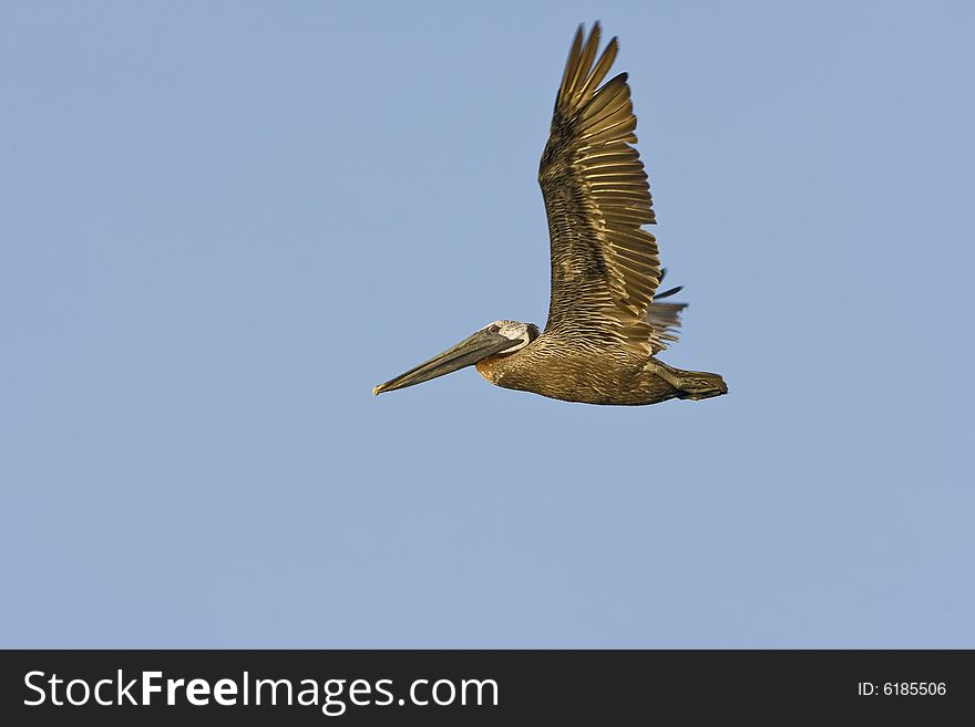 A Brown Pelican in flight across a small pond. A Brown Pelican in flight across a small pond