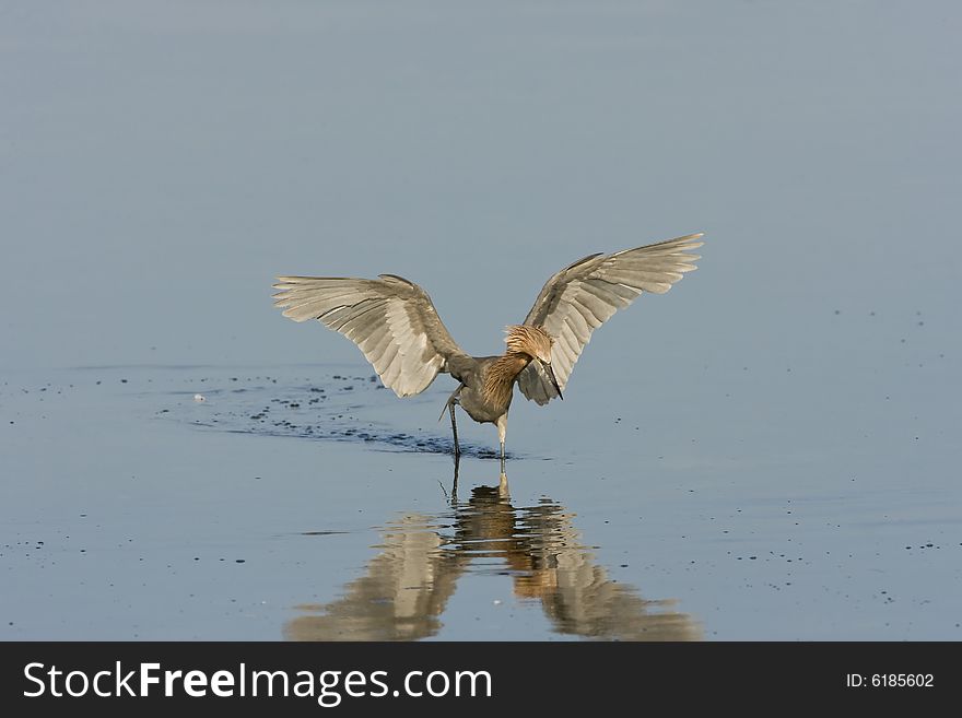 A Reddish Egret flapping his wings and fishing for a meal. A Reddish Egret flapping his wings and fishing for a meal